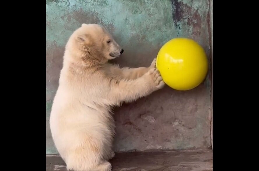 Белому медвежонку Парме в пермском зоопарке исполнилось полгода