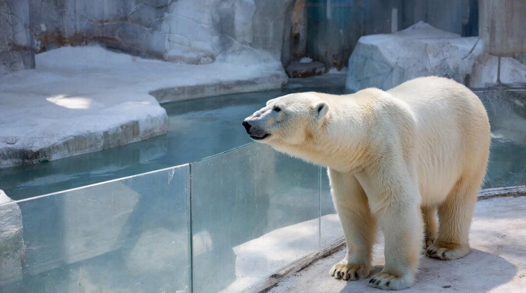 Белый медведь из Перми умер в зоопарке в Японии