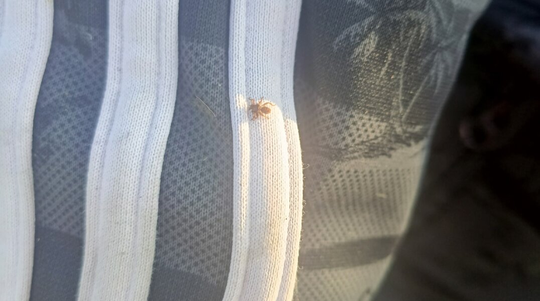 В пермских лесах на грибников нападают оленьи кровососки