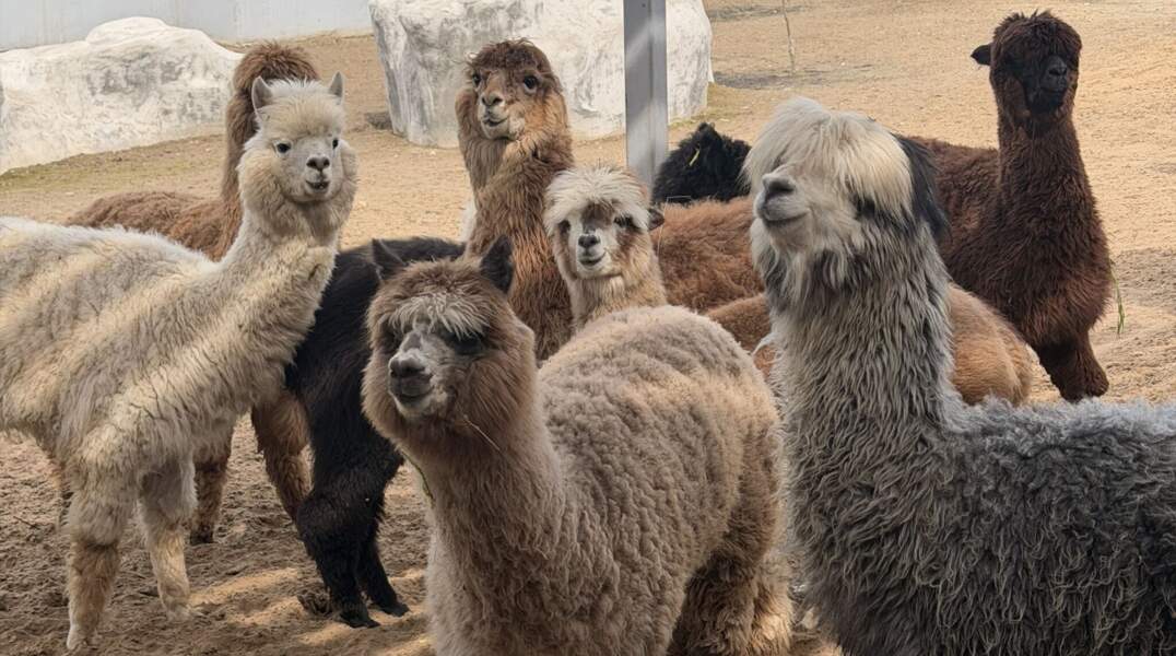 альпаки