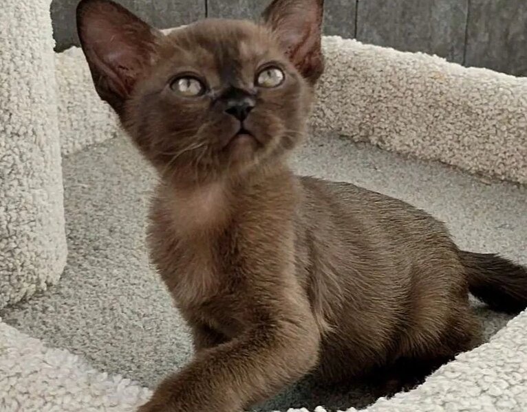 С начала года из Прикамья за границу было вывезено более 200 животных-компаньонов