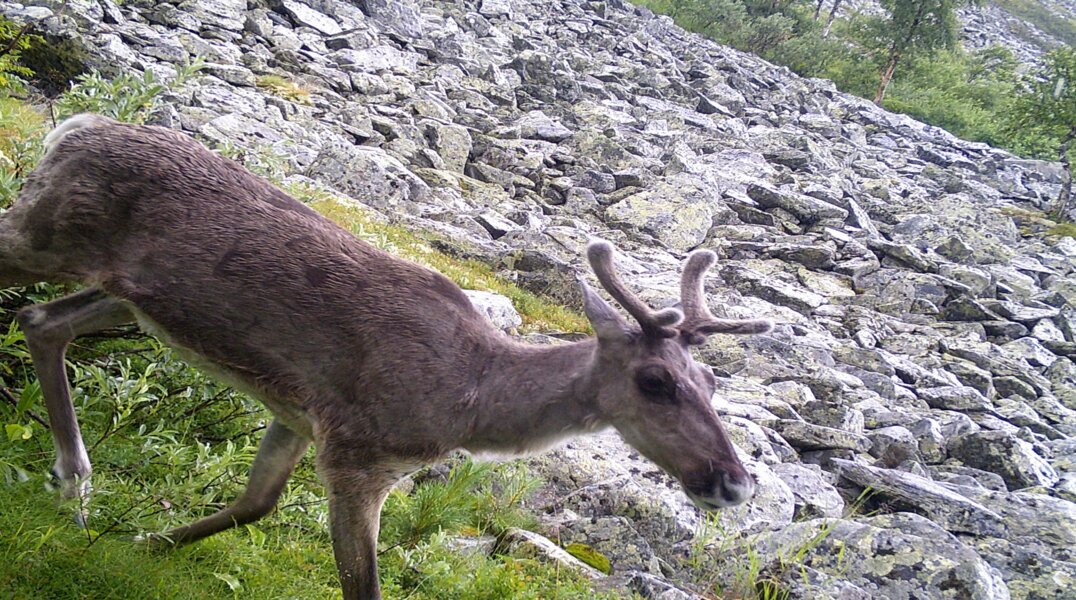 В Прикамье в Вишерском заповеднике отказались от практики надевать на оленей ошейники