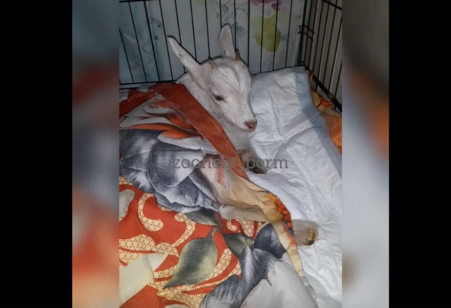 В Прикамье бывший зэк изнасиловал козу на глазах у детей