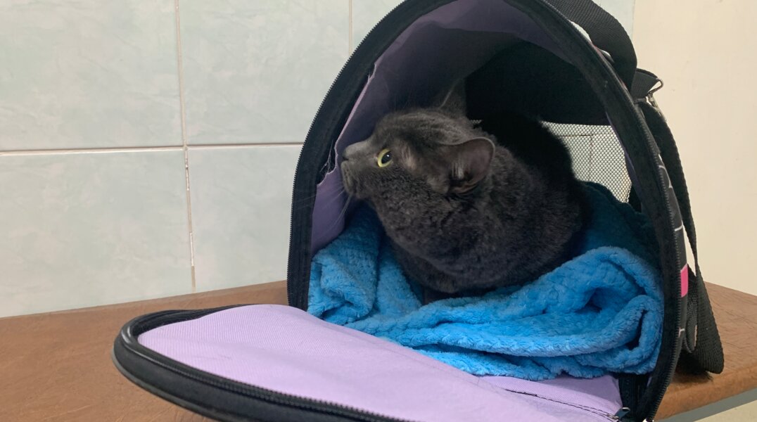 В Перми 12% компаний разрешают приводить на работу домашних питомцев