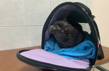 В пермской ветклинике выявили нарушения при утилизации биологических отходов