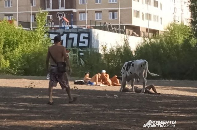 Пермяков на пляже напугал бегающий там бык