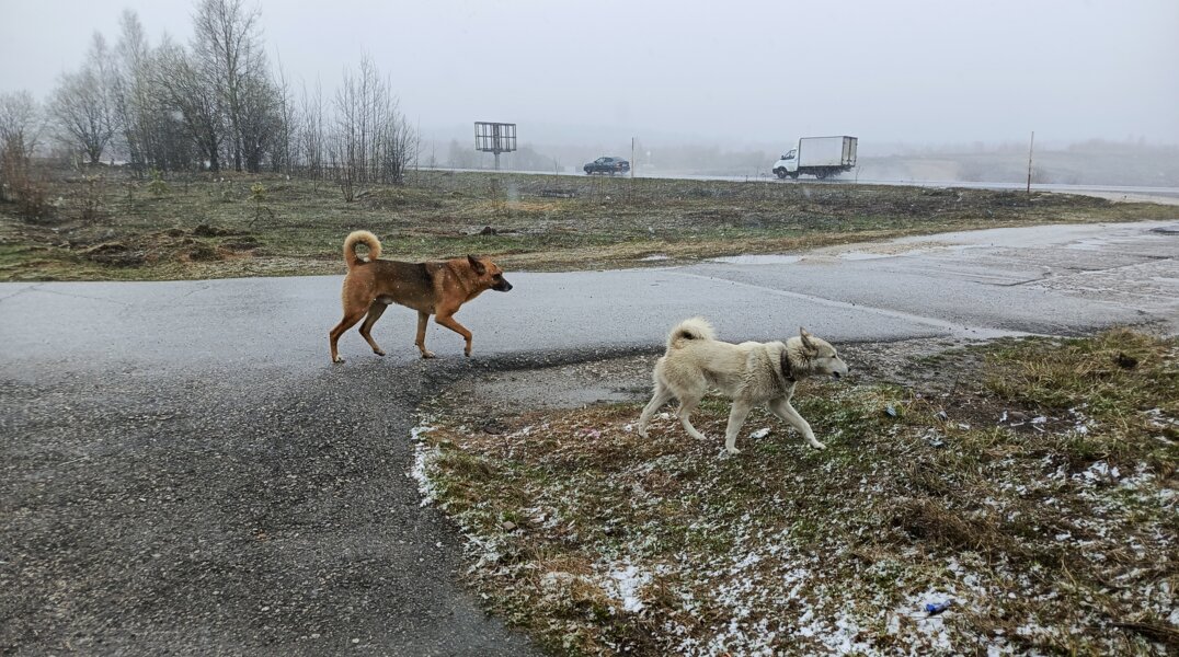 В Чернушке возбуждено уголовное дело после нападения бродячих собак на ребенка