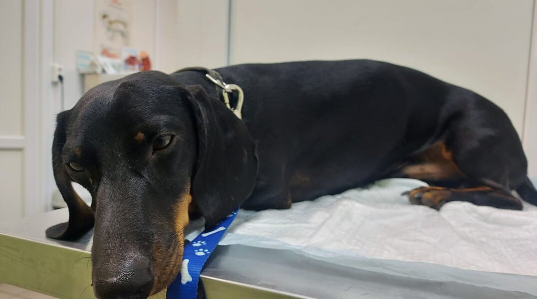 Ветеринар назвала смертельно опасные комнатные растения для домашних животных