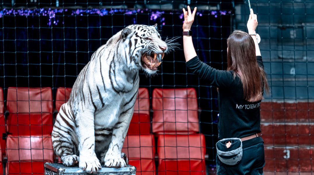 В Пермском цирке зрители побывали на открытой репетиции дрессировщицы бенгальских тигров