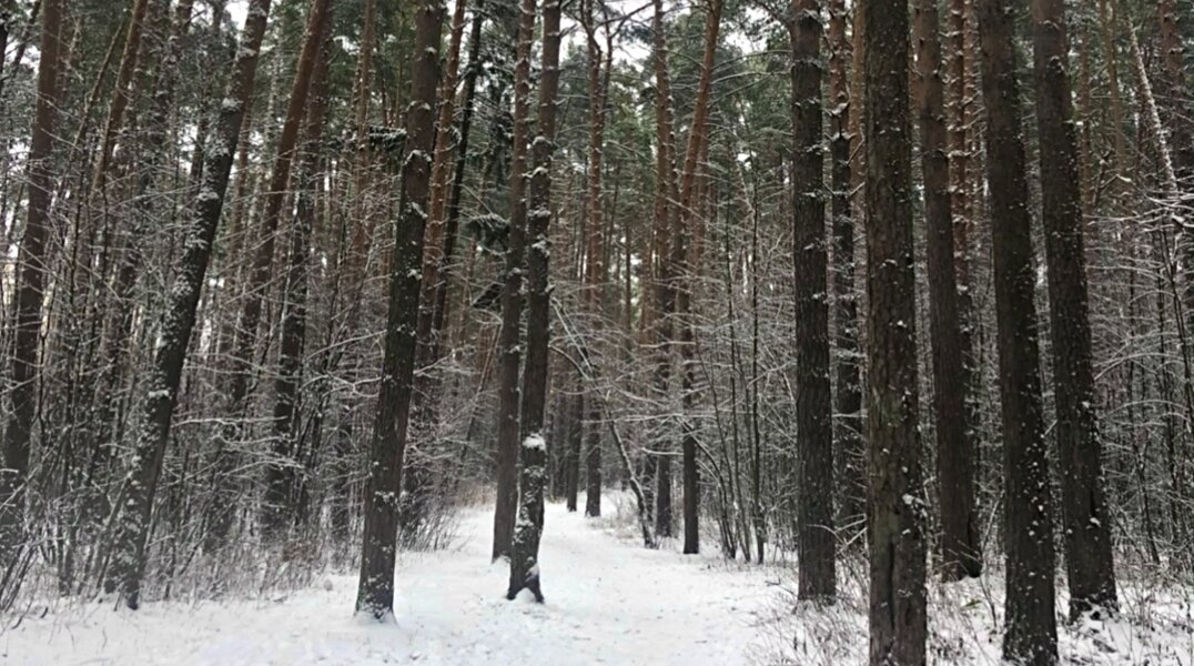 В Минприроды Пермского края проверяют нарушения закона инспекторами леснадзора