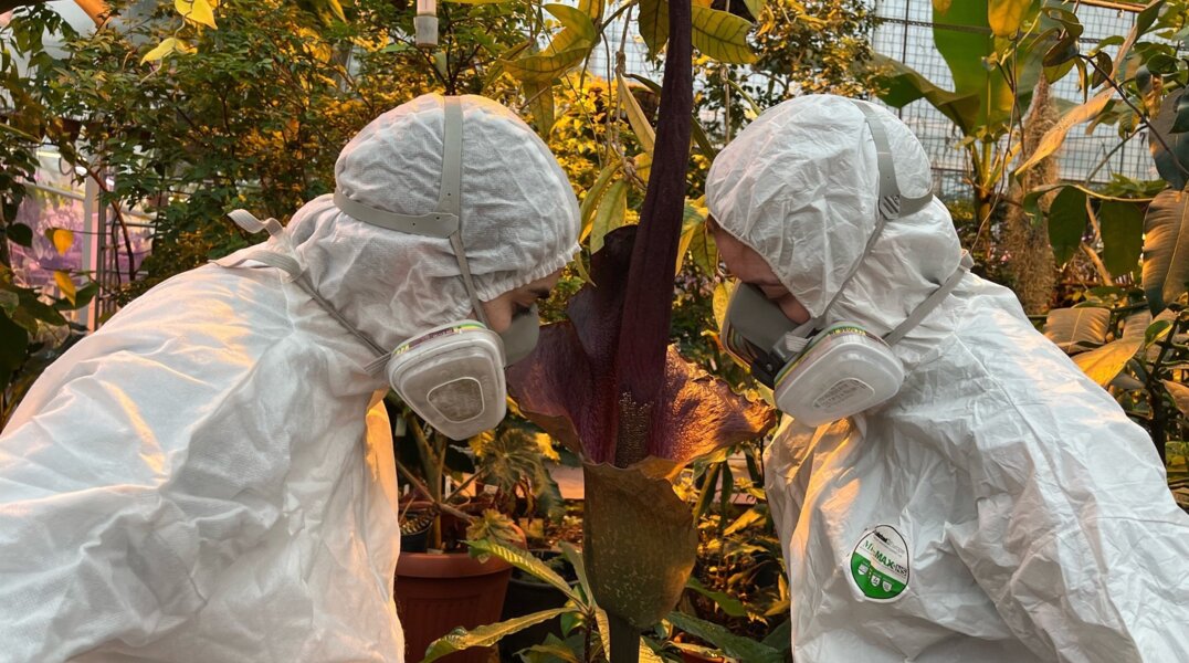 В Перми расцвел "дьявольский язык" с запахом гниющей плоти