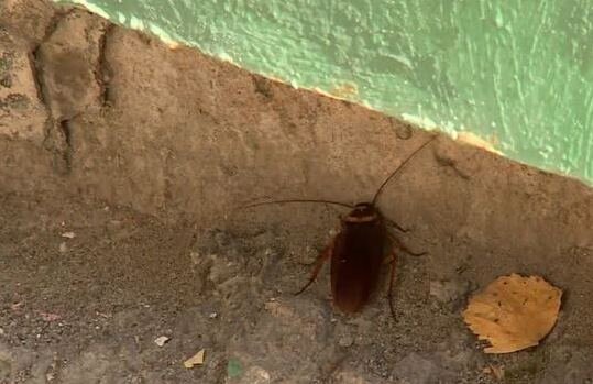 В одном из районов Перми обнаружили гигантских американских тараканов
