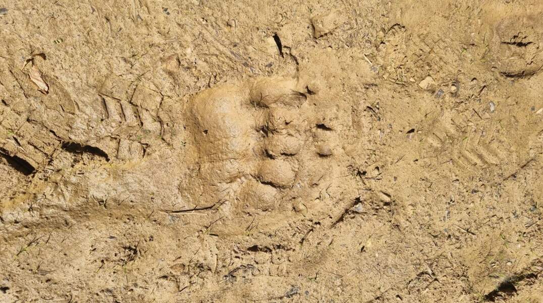 ​В Прикамье на туристической тропе обнаружили свежие следы медведя 