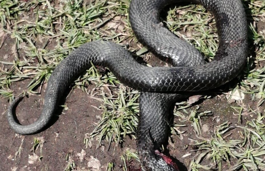 Пермячка убила гадюку на своем крыльце