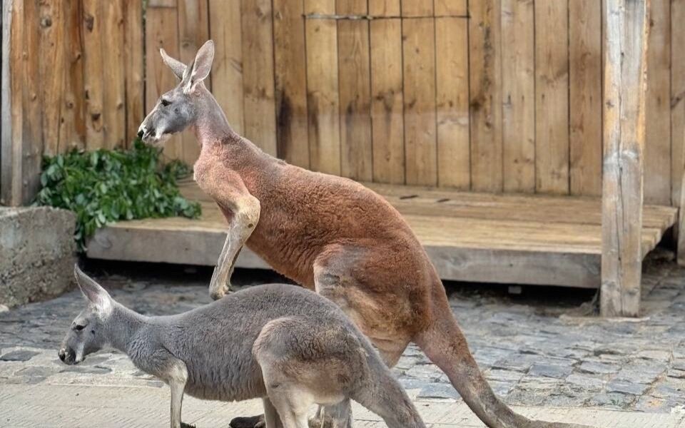 В Пермском зоопарке появились кенгуру. Фото, видео
