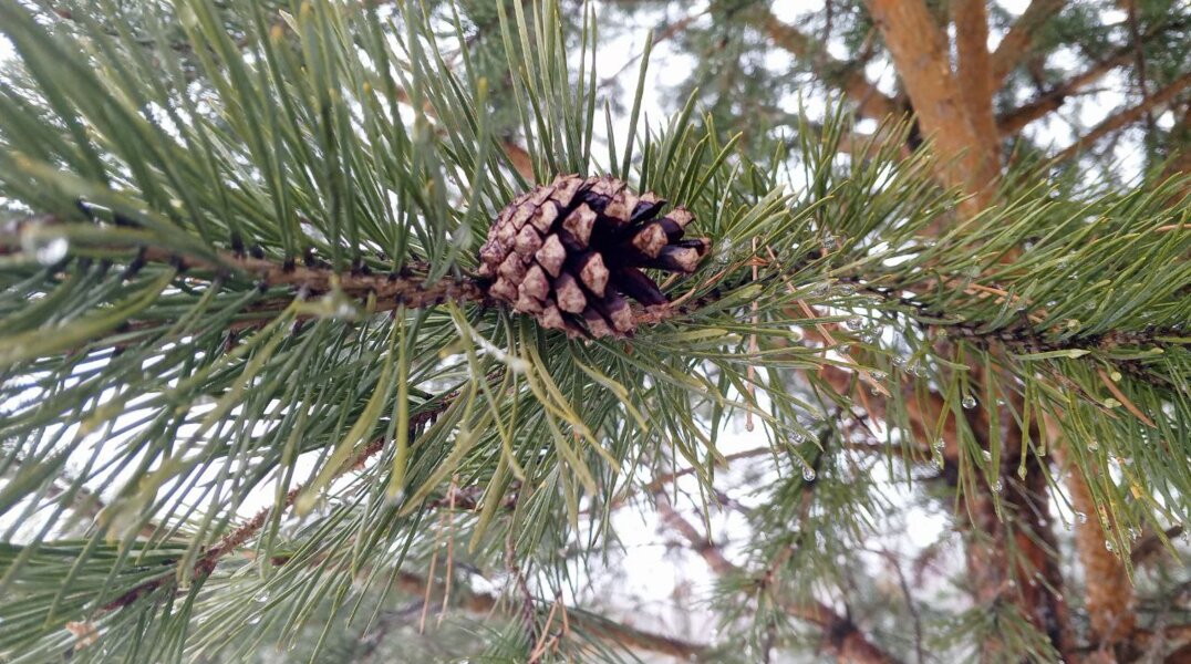 В выходные до Прикамья доберется тропическая воздушная масса из Средиземноморья