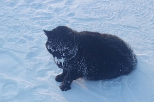 В городе Прикамья спасли кошку, которая вмерзла в лед