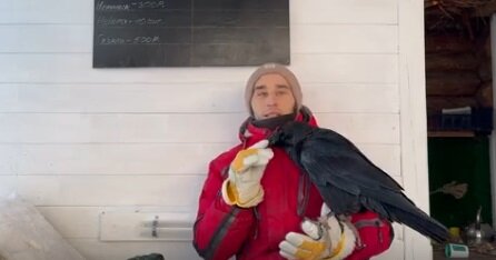 Ручной ворон Гоша из Лысьвы научился решать головоломки и колоть орехи