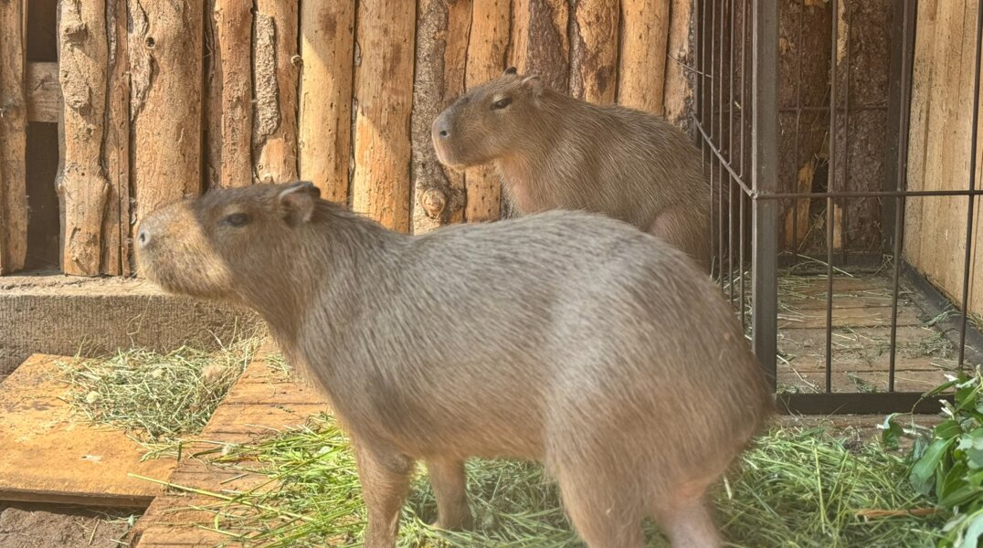 Теплолюбивые животные Пермского зоопарка переехали в летние вольеры