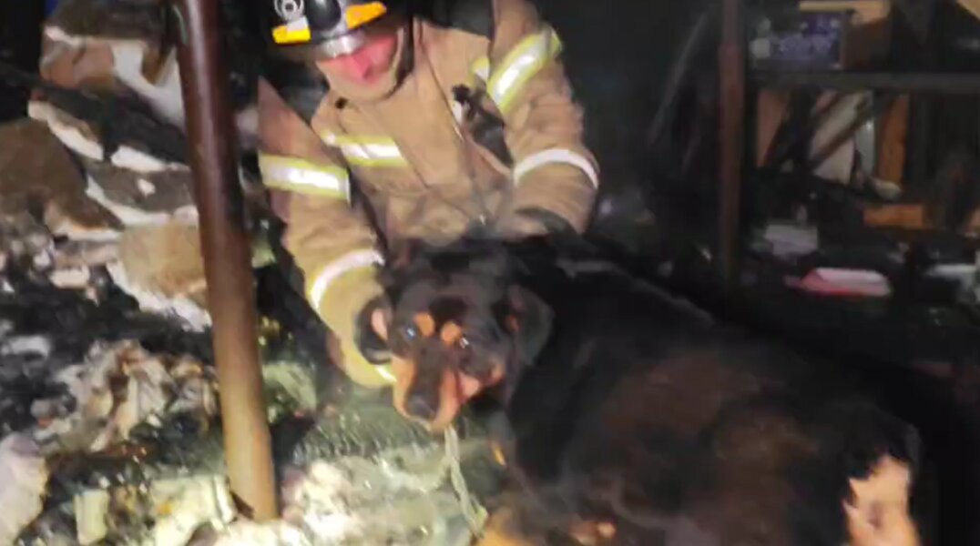 В Перми на пожаре спасли собаку, сидящую на цепи возле горящего дома. Видео