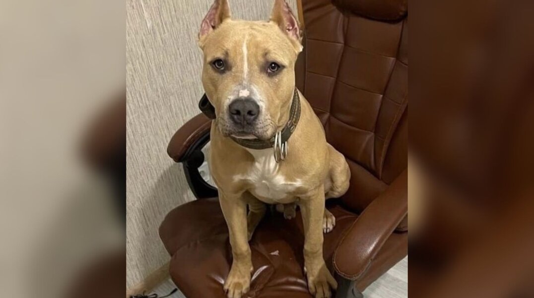 В Перми хозяин пропавшей собаки готов заплатить 20 тысяч рублей тому, кто ее найдет