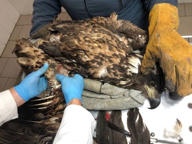 Неравнодушные жители Пермского края спасли птицу