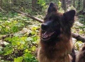 Кинологи колонии Чусовского округа Прикамья ищут хозяев для служебных немецких овчарок