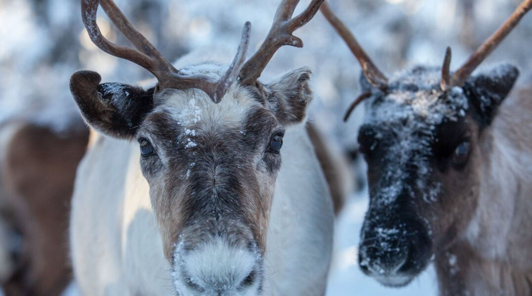 В Пермском крае на видео попали краснокнижные северные олени
