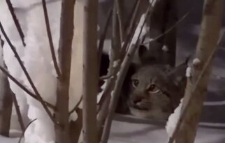 На набережной Соликамска заметили рысь