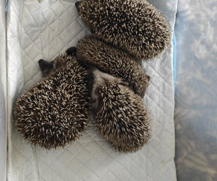 В Перми зоозащитники выпустили на волю спасенных ежиков