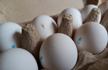 В Прикамье стоимость яиц выросла более чем на 8 процентов