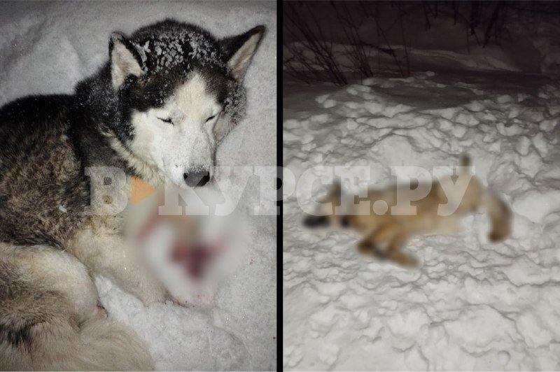 Проезжающий поезд сбил двух собак в Прикамье