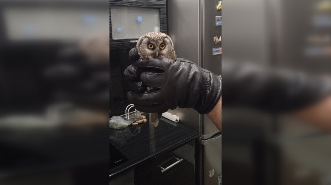 В Перми в квартиру местного жителя залетела сова