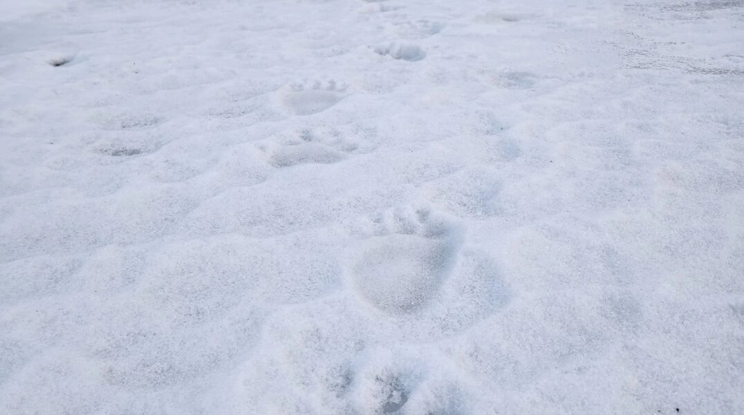 В Пермском крае на льду реки Вишеры обнаружили следы медведя и лося