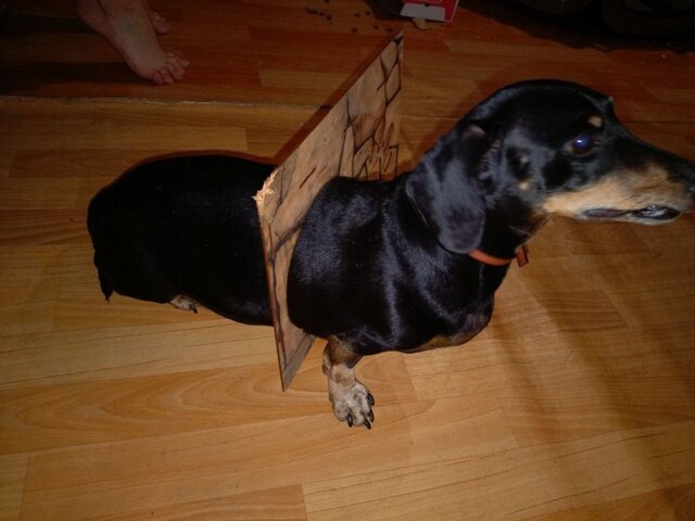 В Перми спасатели вытащили таксу, застрявшую в кошачьем домике