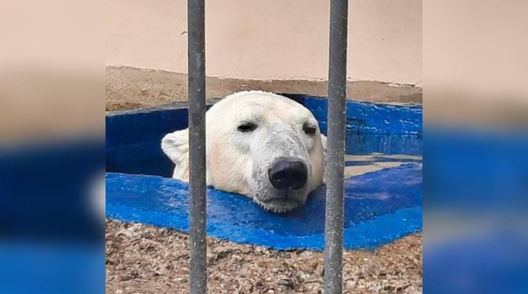 Белый медведь Терпей из Пермского зоопарка попал в федеральную программу по благополучию пожилых животных