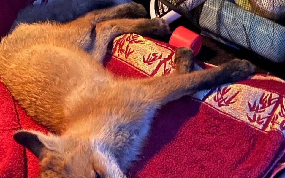 В Пермском крае спасли сбитого на трассе лисенка