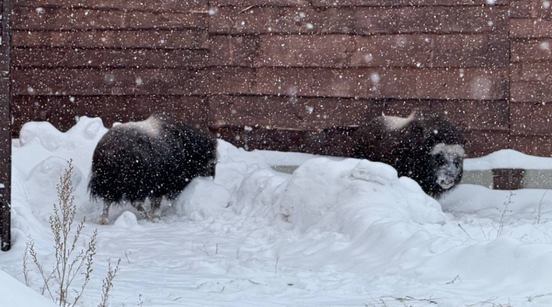 В Пермский зоопарк прибыли три овцебыка с Ямала