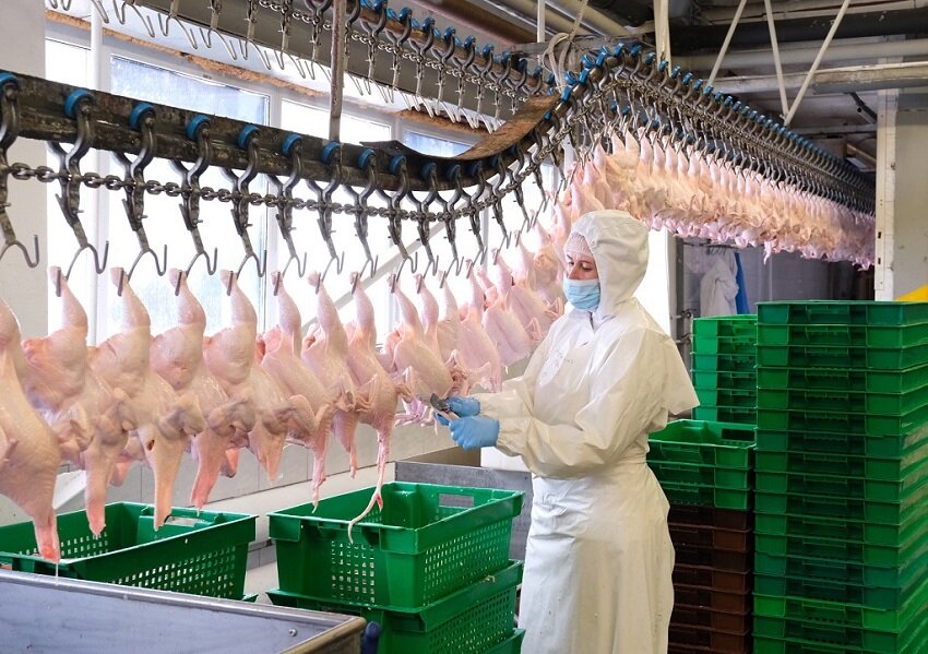 Пермяк пытался вынести с птицефабрики курятину, примотав ее на ноги под штаны