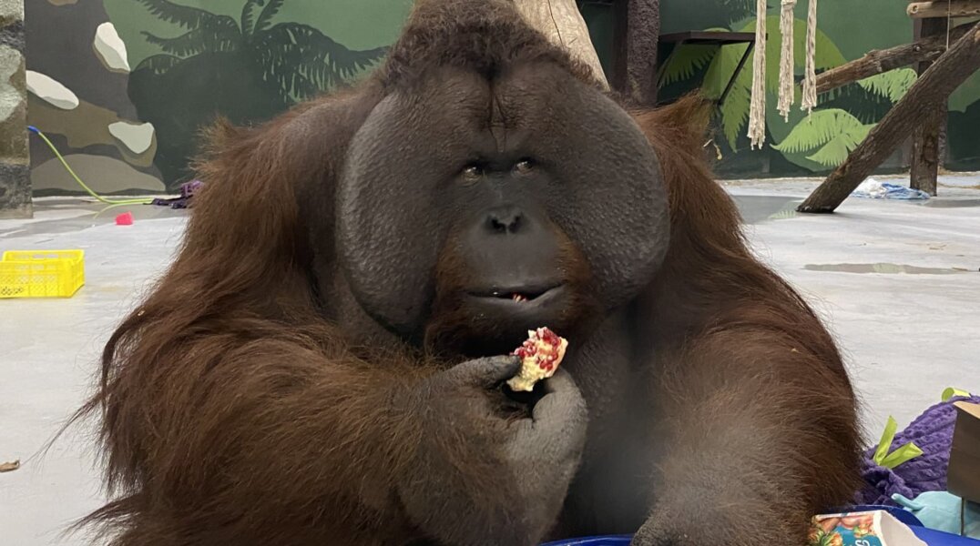 Федеральный девелопер стал опекуном орангутана - обитателя Пермского зоопарка