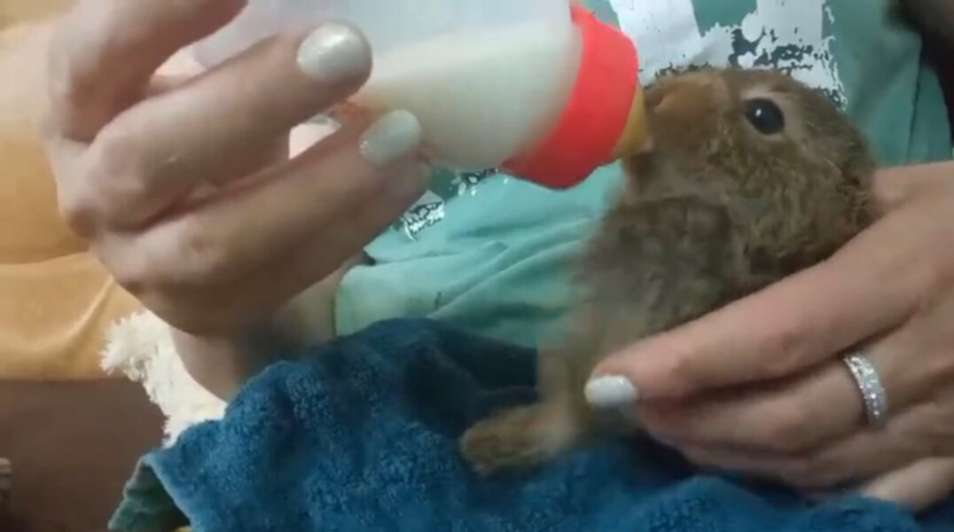 Сотрудники пермского зоопарка приютили двух диких зайчат