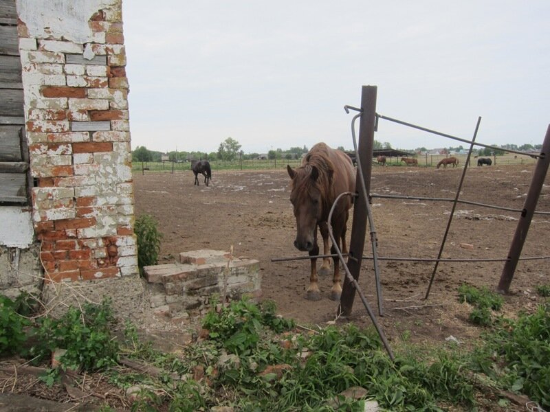 Власти выделили почти 4 млн рублей на обустройство шести сибиреязвенных скотомогильников в Прикамье