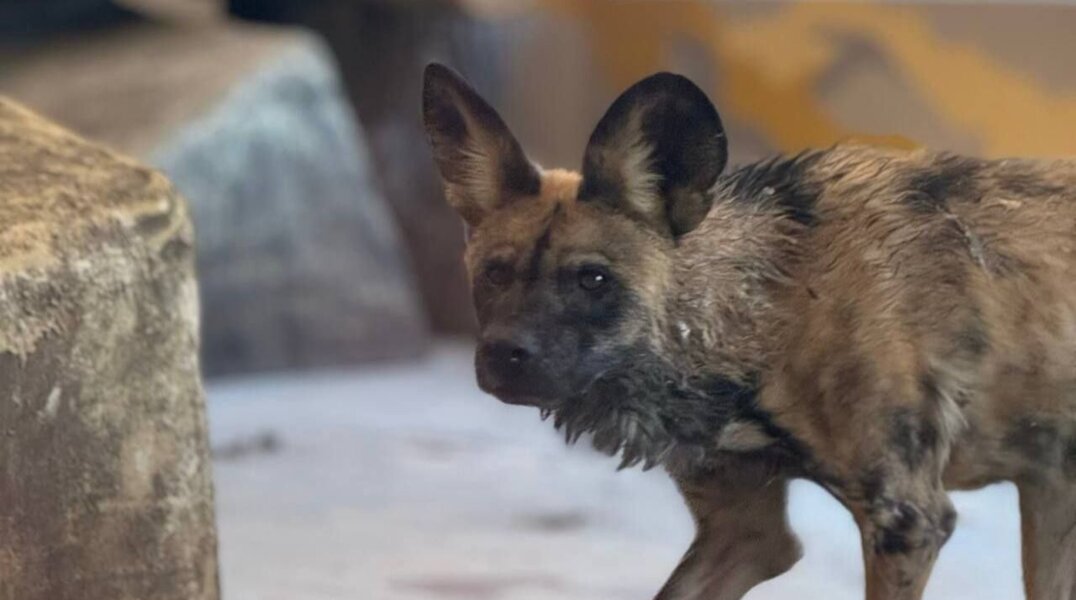 Коллекция Пермского зоопарка пополнилась гиеновидными собаками
