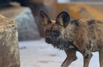 Коллекция Пермского зоопарка пополнилась гиеновидными собаками