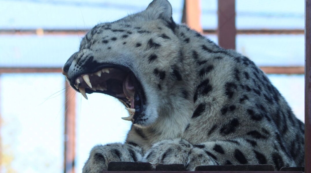 «Животные не голодают». Сотрудники Пермского зоопарка пресекли две попытки накормить животных «запрещенкой»