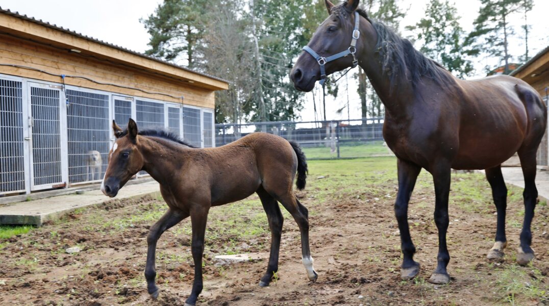В Прикамье жителям и гостям региона предложат туры по молочным фермам и мастер-классы по приготовлению блюд из мяса баранины