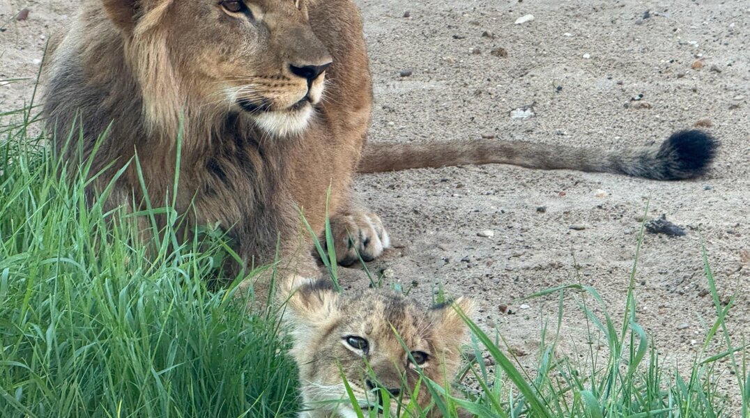До конца сентября всех животных Пермского зоопарка перевезут на новую территорию