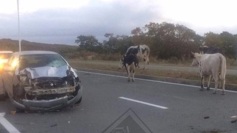 В Пермском крае суд признал в ДТП с автомобилем и коровой виновными обе стороны