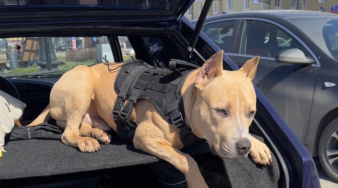 В Перми ищут пропавшего питбультерьера по кличке Арес