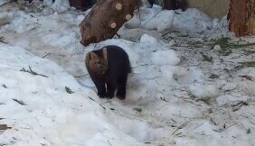 В Пермском зоопарке поселился баргузинский соболь из Байкальского заповедника